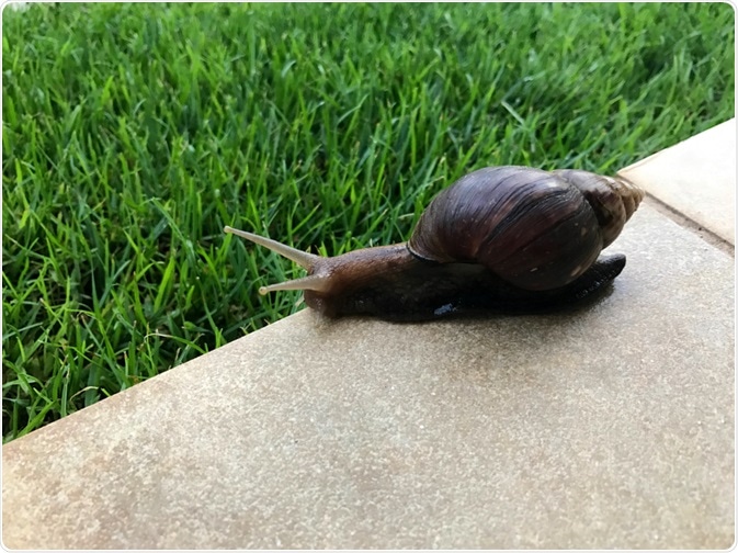 snail