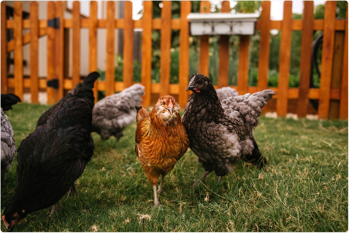 Study: Home food procurement impacts food security and diet quality during COVID-19. Image Credit: Megan Betteridge / Shutterstock