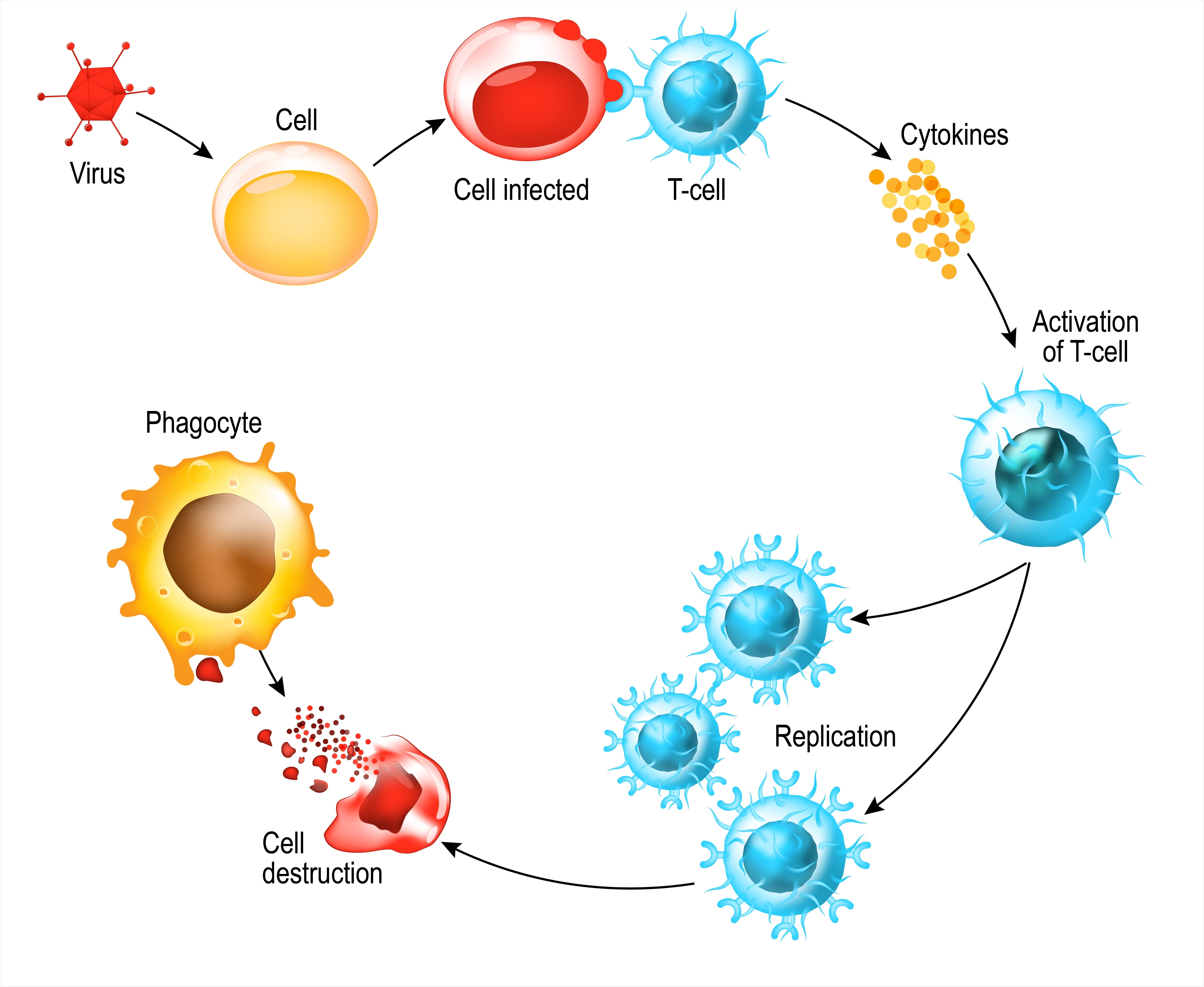 Study: Robust Antibody and T Cell Responses to SARS-CoV-2 in Patients with Antibody Deficiency. Image Credit: Designua / Shutterstock