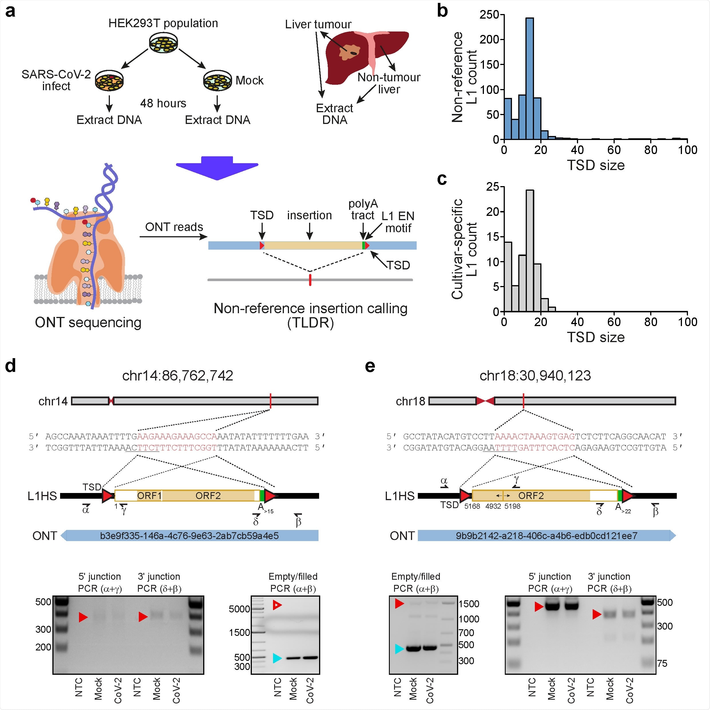 Detection of endogenous L1-mediated retrotransposition in human cells. a, Experimental design. HEK- 293T cells were divided into two populations (cultivars), which were then either SARS-CoV-2 infected or mock infected. DNA was extracted from each cultivar, as well as from hepatocellular carcinoma patient samples, and subjected to ONT sequencing. ONT reads were used to call non-reference L1 and virus insertions with TLDR, which also resolves TSDs and other retrotransposition hallmarks. TSDs: red triangles; polyA tract: green rectangle; ONT read: blue rectangle. Note: some illustrations are adapted from Ewing et al.23. b, TSD size distribution for non-reference L1 insertions, as annotated by TLDR. c, As for b, except showing data for L1 insertions found only in either our HEK293T cells infected with SARS-CoV-2 or our mock infected cells. d, Detailed characterisation of an L1 insertion detected in SARS-CoV-2 infected HEK293T cells by a single spanning ONT read aligned to chromosome 14. Nucleotides highlighted in red correspond to the integration site TSD. Underlined nucleotides correspond to the L1 EN motif. The cartoon indicates a full-length L1HS insertion flanked by TSDs (red triangles), and a 3ʹ polyA tract (green). Numerals represent positions relative to the L1HS sequence L1.346. The relevant spanning ONT read, with identifier, is positioned underneath the cartoon. Symbols (α, β, δ, γ) represent the approximate position of primers used for empty/filled site and L1-genome junction PCR validation reactions. Gel images display the results of these PCRs. Ladder band sizes are as indicated, NTC; non-template control. Red triangles indicate the expected size of L1 amplicons (empty triangle: no product observed; filled triangle: product observed). Blue triangles indicate expected empty site sizes. e, As for d, except for a 5ʹ inverted/deleted L1HS located on chromosome 18.