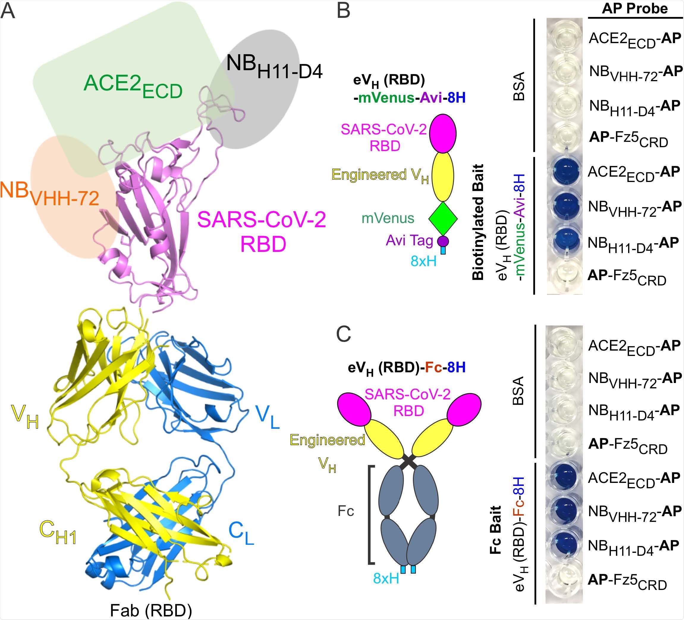 Antibody Display SARS-CoV-2 RBD (RBD-AD). (A) Molecular model of RBD-AD showing in the Fab format. The RBD (magenta) of SARS-CoV-2 S protein is displayed on the VH (yellow). A schematic diagram shows the binding sites on the RBD for ACE2ECD (green), NBVHH-72 (orange), and NBH11-D4 (grey). (B) A diagram of the RBD of SARS-CoV-2 S protein is displayed on the engineered VH fused to a mVenus, an Avi tag, and an 8xH tag at the Cterminus. For the AP based binding assay, biotinylated baits were immobilized on streptavidincoated wells. Bound AP fusion proteins (probes) were visualized with BluePhos phosphatase substrate solution. BSA and Fz5CRD fusion proteins are used as negative controls. (C) Diagram of SARS-CoV-2 RBD-containing engineered VH fused an 8xH tagged human Fc. FC baits were captured on protein-G coated wells and incubated with AP fusion proteins (probes). The bait and probe interactions were detected as in panel (B).