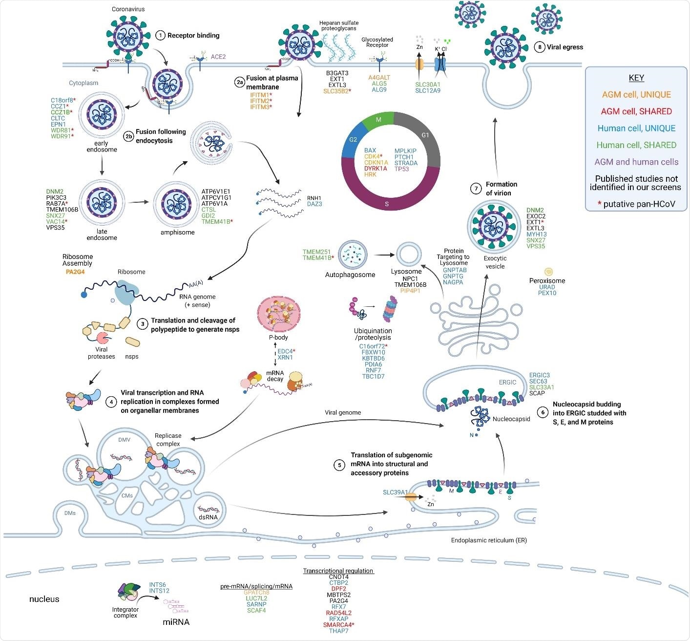 Summary of genes found in this and other studies and their potential roles in the SARS-CoV-2 life cycle. The host factors identified in CRISPR screens are presented adjacent to the putative stage of viral replication where they function. The genes are color-coded based on their identification in our and other published studies, as indicated in the legend. Candidate pan HCoV host factors are indicated with red asterisks. The virus replicates through a series of well defined molecular steps. 1-2) After virion binding to ACE2, SARS-CoV-2 can fuse at the plasma membrane or following endocytosis. Heparan sulfate proteoglycans enhance viral attachment to cells so host factors involved in heparan sulfate biosynthesis (B3GAT3, EXT1, EXTL3, SLC35B2) and glycosylation (A4GALT, ALG5, ALG9) may play a role in viral entry. The IFITM proteins are proposed to promote fusion at the cell surface but inhibit fusion in endosomes. Host factors involved in endocytosis (C18orf8, CCZ1, CCZ1B, CLTC, EPN1, WDR81, WDR91), vesicular transport (DNM2, PIK3C3, RAB7A, TMEM106B, SNX27, VAC14, VPS35), and amphisome maturation/lysosome fusion (ATP6VIE1, ATPCV1G1, ATP6V1A, CTSL, GDI2, TMEM41B) likely facilitate virion uncoating. 3) The positive-sense RNA genome is then translated to produce the nonstructural polyproteins which are co-translationally cleaved to form the mature nsps. Certain host factors like RNH1 and DAZ3 may serve to protect the viral genome from degradation by host enzymes. 4) The nsps form the viral replicase which assembles on organellar membranes to form the replication and transcription complexes (RTCs) where progeny genomes and structural/accessory protein transcripts are produced, respectively. P-body components EDC4 and XRN1, identified in this study, may play a role in the maintaining viral RNA stability or assembly of the RTC. 5) Structural and accessory proteins are translated, and structural proteins insert into the ER membrane. ER-localized SLC39A1 may play a role in this process. 6) Nucleocapsids bud into the ERGIC, potentially aided by host factors ERGIC3, SEC63, SLC33A1, and SCAP. 7) Progeny virions form as they traverse through the Golgi and structural proteins are glycosylated. 8) Virions exit the cell through either typical exocytosis (DNM2, EXOC2, EXT1, EXTL3, MYH13, SNX27, VPS35) or nonclassical lysosomal egress (GNPTAB, GNPTG, NAGPA, NPC1, TMEM106B, PIP4P1). Numerous host factors with less obvious direct roles in promoting steps in the viral life cycle have also been identified in CRISPR screens. For example, numerous factors regulating the cell cycle (BAX, CDK4, CDKN1A, DYRK1A, HRK, MPLKIP, PTCH1, STRADA, TP53) were identified in our screens in AGM and human cells. Furthermore, multiple nuclear-localized host factors including diverse transcriptional regulators and two components of the integrator complex (INTS6, INTS12) were identified. Overall, the large number of diverse host factors that promote SARS-CoV-2 replication illustrates the large-scale exploitation of cellular processes required for successful viral propagation. Adapted from BioRender template titled Life Cycle of Coronavirus generated by the Britt Glaunsinger laboratory.