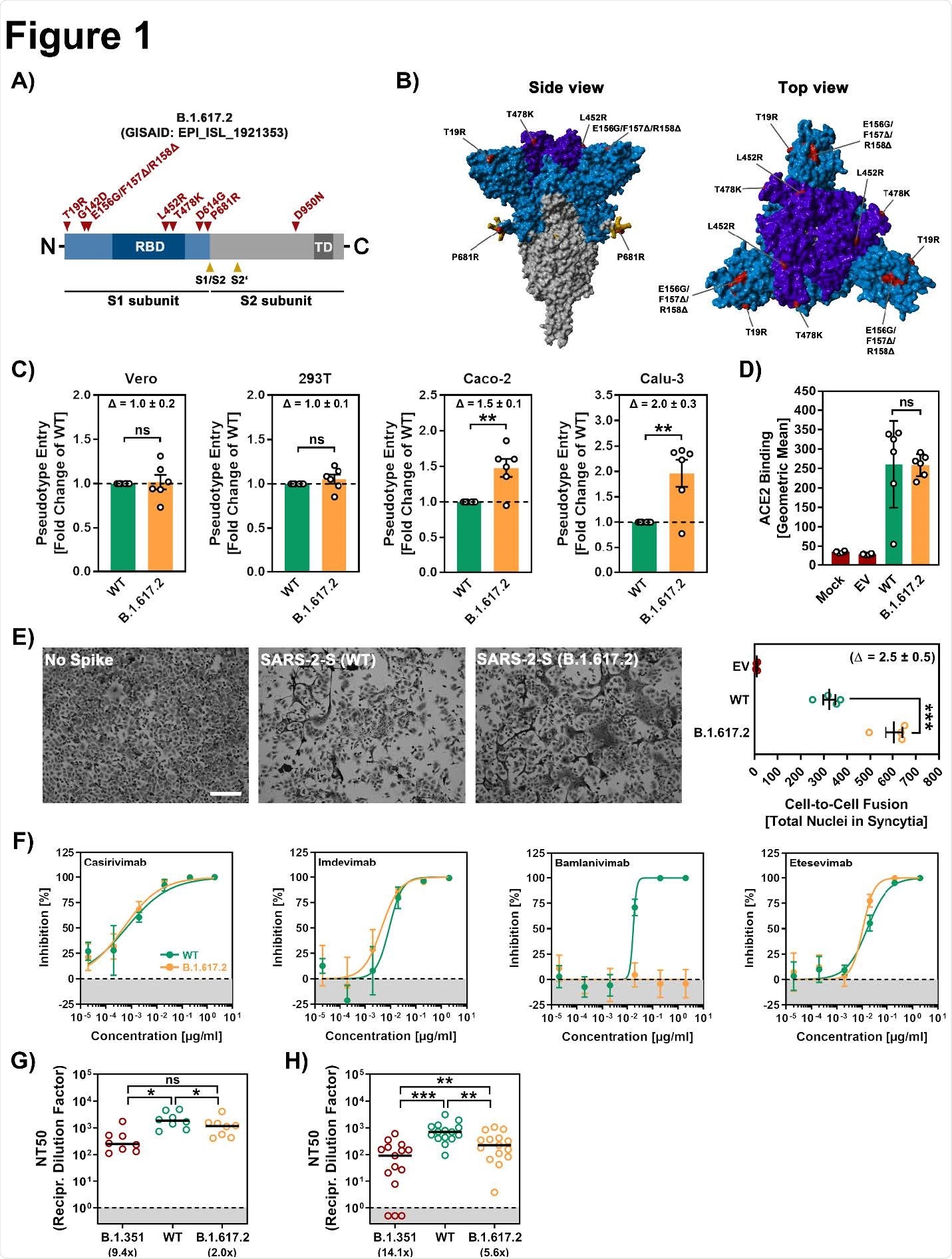 Cell entry and evasion of antibody-mediated neutralization by the spike protein of SARS-CoV-2 B.1.617.2. (A) Transduction data normalized against the assay background (related to Figure 1C). The experiment was performed as described in the legend of Figure 1C. Presented are the average (mean) data from the same six biological replicates (each conducted with technical quadruplicates) as presented in Figure 1C with the difference that transduction was normalized against signals obtained from cells inoculated with particles bearing no viral glycoprotein (background, set as 1). In addition, transduction data of particles bearing VSV-G are included. Error bars indicate the SEM. (B) Location of the receptor binding domain (gray) mutations L452R and T478K (both red) of SARS-CoV-2 variant B.1.617.2 in the context of the interfaces for ACE2 binding (orange) and binding of monoclonal antibodies used for COVID-19 therapy. (C) An unrelated control antibody does not affect cell entry of pseudotype particles bearing SARS-CoV-2 WT, B.1.351 or B.1.617.2 S (D) Individual neutralization data for convalescent plasma (related to Figure 1F). Pseudotype particles bearing the indicated S proteins were incubated (30 min, 37 °C) with different dilutions of convalescent plasma before being inoculated onto Vero cells. Transduction efficiency was quantified by measuring virus-encoded luciferase activity in cell lysates at 16-18 h posttransduction. Presented are the data from a single representative experiment conducted with technical quadruplicates. For normalization, inhibition of S protein-driven entry in samples without plasma was set as 0%. Error bars indicate the SD. The data were further used to calculated the plasma/serum dilution that leads to 50% reduction in S protein-driven cell entry. (E) Individual neutralization data for vaccinee serum (related to Figure 1G). Pseudotype particles bearing the indicated S proteins were incubated (30 min, 37 °C) with different dilutions of serum from individuals vaccinated with the Pfizer/BioNTech vaccine Comirnaty/BNT162b2 before being inoculated onto Vero cells. Transduction efficiency was quantified by measuring virus31 encoded luciferase activity in cell lysates at 16-18 h posttransduction. Presented are the data from a single representative experiment conducted with technical quadruplicates. For normalization, inhibition of S protein-driven entry in samples without plasma was set as 0%. Error bars indicate the SD. The data were further used to calculated the NT50 shown.
