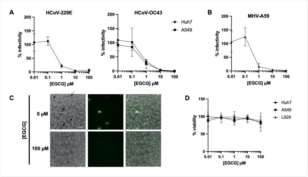 EGCG pre-treatment inhibits diverse CoV infections. Pre-treatment of authentic HCoV-229E and HCoV-OC43 (A) or murine coronavirus MHV-A59 (B) with EGCG for 10 min at 37°C prevented infection of Huh7, A549 or L292 cells, respectively. Mean values with standard deviation of three independent experiments are plotted. (C) A reduction in syncytia (black arrows) was observed for EGCG-treated MHV-A59. Scale bar: 200 µm. (D) Cell exposure to EGCG during the 2 h infection had minimal effect on cell viability. Mean values with standard deviation of two independent experiments with duplicates are plotted.