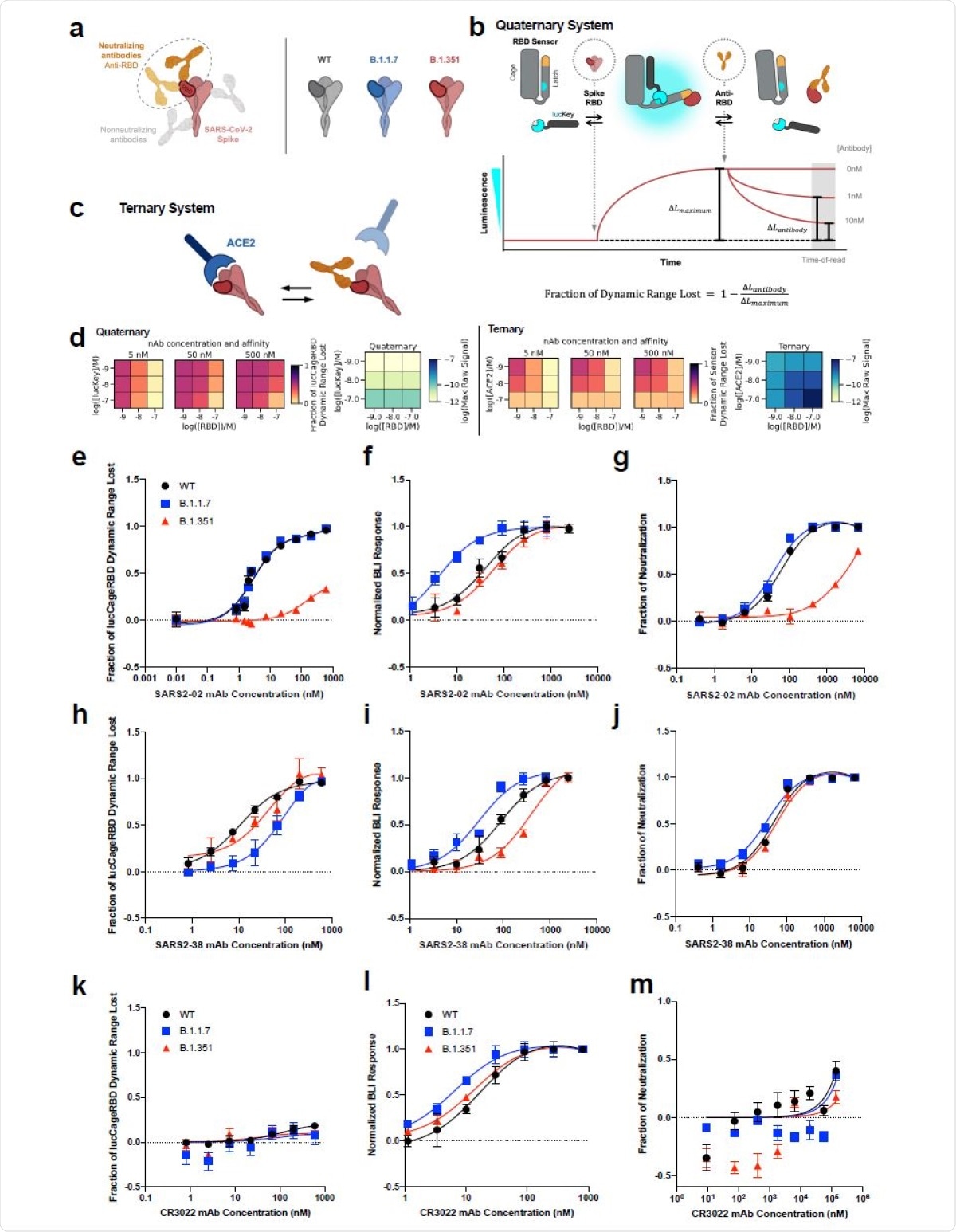 Design and characterization of sensors for monoclonal antibody detection. a, To detect neutralizing antibodies which primarily block the interaction between ACE-2 and the receptor binding domain (RBD) of SARS-CoV-2 spike WT and other emerging variants, we designed our lucCageRBD assay, which utilizes the RBD sensor and lucKey. b-c, Schematic of the LOCKR nAb biosensor system (quaternary, this work) (b) and ACE2:RBD out-competition format (ternary, previous work) (c). The RBD sensor contains 2 domains that interact, the Cage and Latch, the latter of which contains smBiT of luciferase (blue) and the de novo LCB1 domain (yellow) designed to recognize the ACE-2 binding region of RBD15. LucKey contains the Cage-associating key domain and lgBiT of luciferase (blue). RBD WT or variants bind to LCB1, which together with Key:Cage binding enables reconstitution of luciferase, thus increasing luminescence. Neutralizing antibodies compete for RBD binding, thus shifting for Cage:Latch binding, limiting Key:Cage interaction, and disturbing luciferase reconstitution, thus decreasing luminescence. As increasing nAb concentrations should promote decreases in luminosity, we created the fraction of lucCageRBD dynamic range lost metric. d, Simulations for the detection and deconvolution of nAb titer from affinity. Each sub-plot corresponds to the sensor response for each setting of the decision matrix, which is defined by a combination of lucKey and RBD concentrations (quaternary system; left) or ACE2 and RBD concentrations (ternary system; right). For each sensor system, the raw maximum signal (absence of nAb, used for signal normalization) is also shown (blue heatmaps). e-m, Different concentrations of either SARS2-02 (e-g), SARS2-38 (h-j), CR3022 (k-m) mAbs with 5 nM RBD WT, B.1.1.7, and B.1.351 were tested in the lucCageRBD assay (e, h, k), BLI for binding to RBD strains (f, i, l), and spike VoC-containing SARS-CoV-2 live virus (g, j) or VSV-based pseudovirus infection (m). lucCageRBD and BLI experiments were performed in triplicates, viral infection experiments were performed in duplicate and data are mean ± s.e.m.