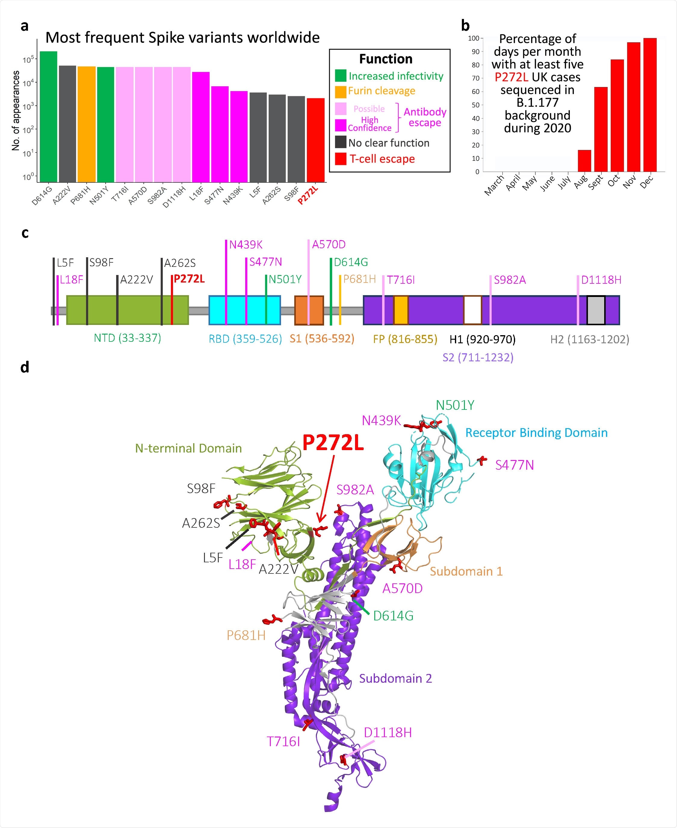 Top 15 most frequently observed variants observed in worldwide spike glycoprotein sequence data in all lineages. Those thought to be associated with enhanced viral transmission are shown in green and those listed as potentially escaping from antibody mediated-mediated immunity are shown in light pink (possible) and dark pink (high confidence) ass assigned at http://sars2.cvr.gla.ac.uk/cog-uk/#shiny-tab-immunology. This colour-coding of substitutions is used throughout the figure. Variants of unknown function in grey. N501Y also escapes from antibodies b, Fraction of days per month where five or more P272L variants were sequenced in B.1.177 background. c-d, Mapping of mutants shown in A onto Spike sequence map and prefusion structure (PDB 6VXX; Walls et al. 2020. Cell, 181, 281-291)