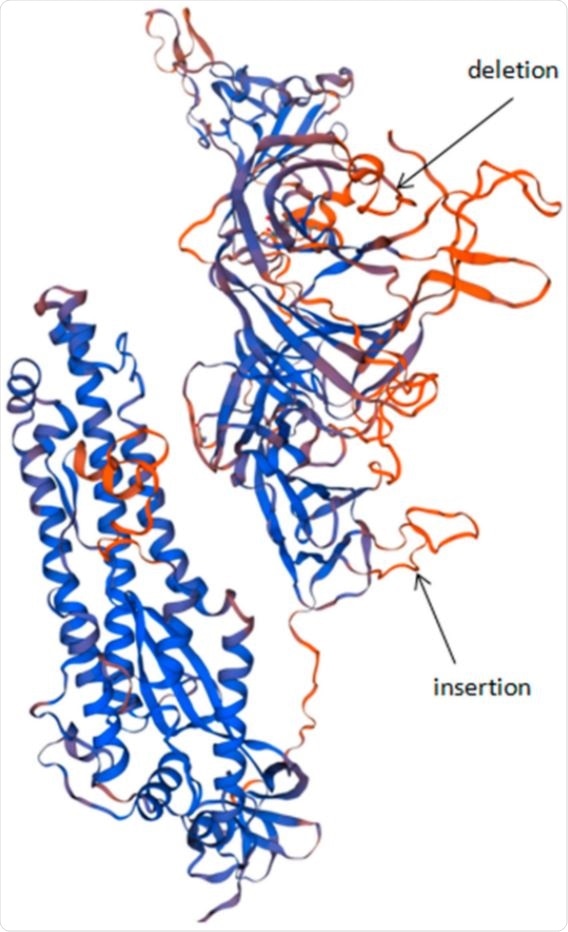 Structural model of variant SARS-CoV-2 S protein, SPb-117 strain (NW), based on PDB:7cwu.1 structure [24]. Black arrows indicate the positions of the main mutations of the described strain: the deletion of nine amino acids, C136_Y144del (Wuhan-Hu-1 strain numbered residues); and the insertion of four amino acids, N679delinsKGIAL. Both mutations lie in protruding regions of the amino acid chain.