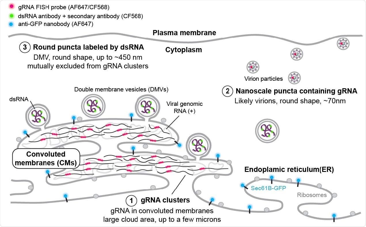 SR-based model of HCoV-229E gRNA and dsRNA distribution A model showing the spatial organization of an HCoV-229E infected cell. The ER membrane is modified to create both convoluted membranes and DMVs. Large gRNA clusters were found in association with the ER membrane, whereas packed virions that appear as well-separated nanoscale gRNA puncta are often not connected to the ER. The DMVs are filled with dsRNA to different extents. Some DMVs are still attached to the ER membrane, while others have budded off. These DMVs are separated from the convoluted membrane, where gRNA clusters appear to be the products of active replication.