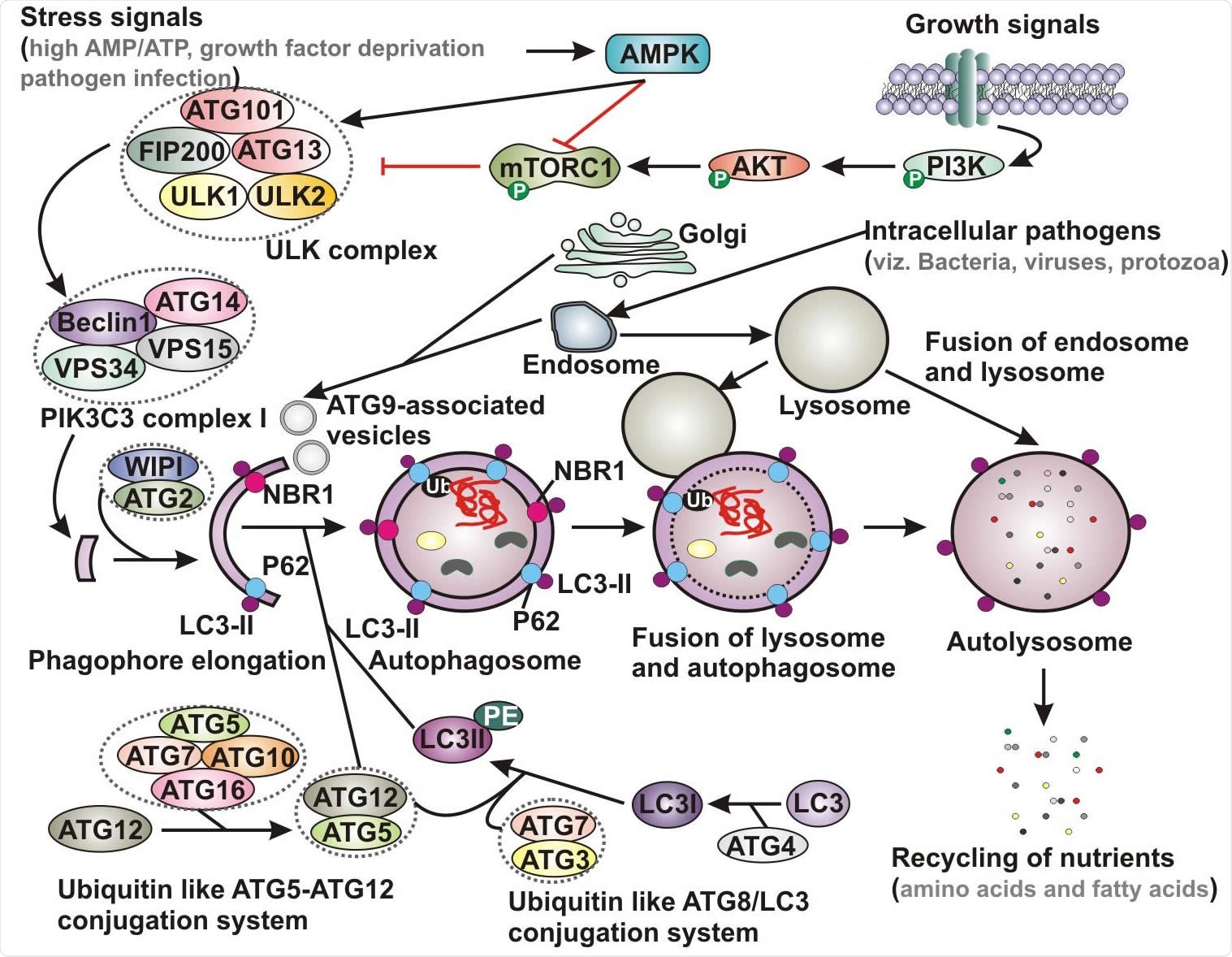 Schematic representation of basic autophagy pathway. Upon deprivation of growth factors, increase in AMP level and pathogen infection lead to AMPK activation and subsequent inhibition of mTORC1 function. In contrast, in the presence of growth signals PI3K-AKT signaling pathway activates mTOR. Inhibition of mTORC1 results in activation of ULK complex, which phosphorylates Beclin-1, leading to VPS34 activation and initiation of phagophore formation. ULK functions in a complex with ULK1, ULK2, FIP200, ATG13 and ATG101, while VPS34 function within the PIK3C3 complex containing its regulatory subunit, VPS15, ATG14 and Beclin-1, which further recruits to WIPI and ATG2 for phagophore elongation. Several ATG proteins engage two evolutionarily conserved ubiquitin-like conjugation systems - ATG12-ATG5 and phosphatidylethanolamine (PE)-conjugated LC3 (LC3-II) targeted to the pre-autophagosomal membrane. In the ATG12-ATG5 conjugation system, the complex further interacts with ATG16, where ATG7 functions as an E1-like enzyme and ATG10 factions as an E2-like enzyme. In the other system, LC3 is first cleaved by a cysteine protease ATG4 to generate LC3-I, which is further conjugated with PE to form membrane bound LC3-II facilitated by ATG7 and ATG3. The cytoplasmic damaged cargo is then ubiquitinated, captured by adaptor molecules - p62 or NBR1 and subsequently delivered to the phagophore membrane. Matured autophagosome then fuses with endolysosomal vesicles forming an autolysosome, where the cargo is degraded and provide nutrients. AMPK, AMP activated protein kinase; mTORC1, mammalian target of rapamycin complex 1; PI3K, phosphatidylinositol 3-kinase; PIK3C3, Phosphatidylinositol 3-Kinase Catalytic Subunit Type 3; LC3, microtubule-associated protein 1 light chain 3; Ub, ubiquitin; NBR1, neighbor of BRCA1 gene 1.
