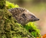 Could the European hedgehog be a sentinel for infectious agents and a harbinger of environmental pollution?