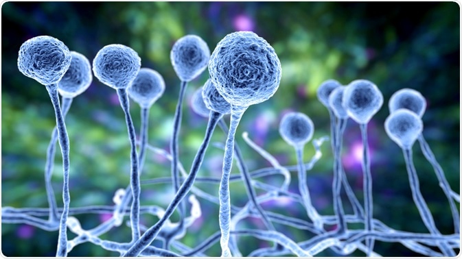 Mucor Mold Mucor Mold