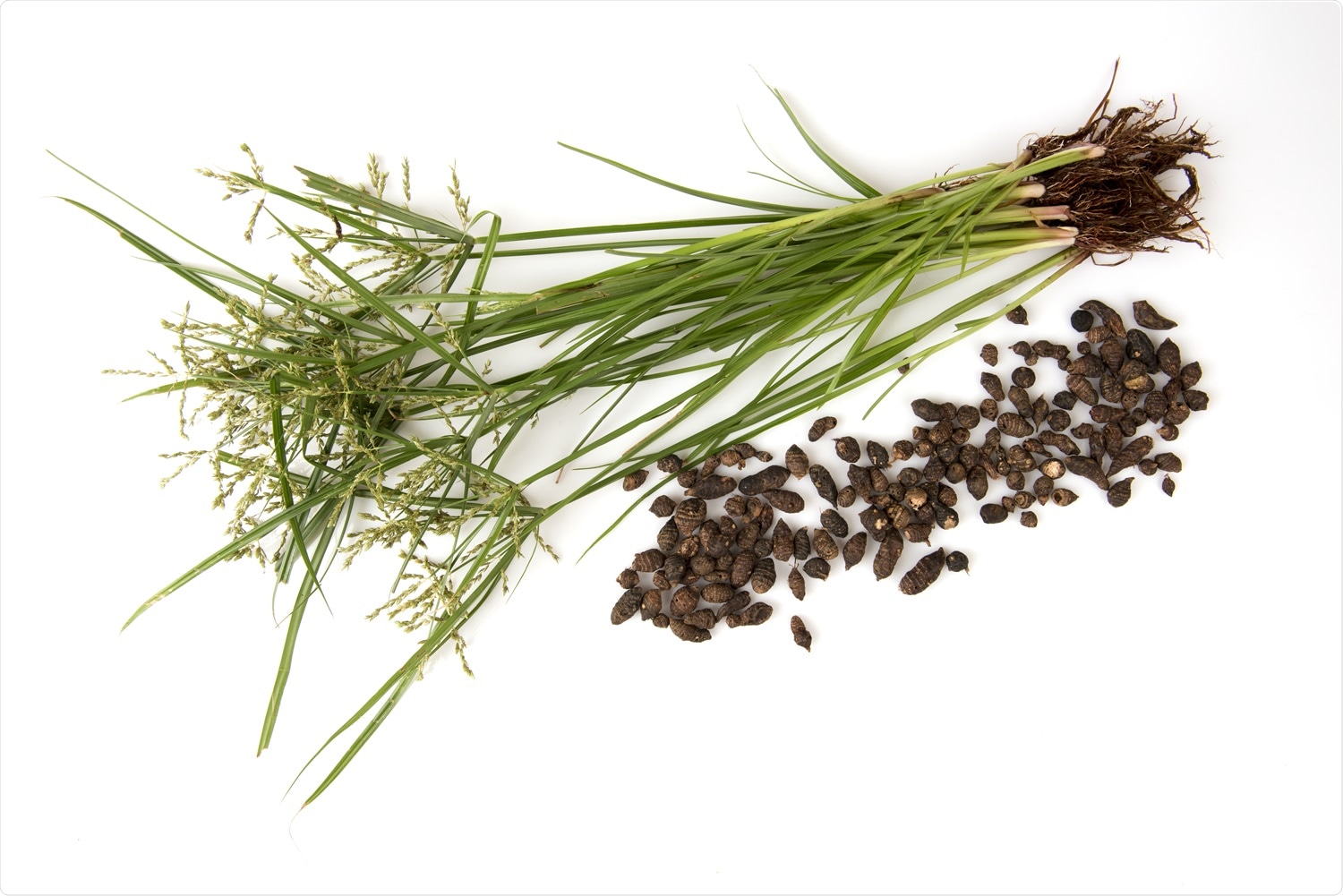 Study: Screening of natural compounds from Cyperus rotundus Linn against SARS-CoV-2 main protease (Mpro): An integrated computational approach. Nut grass (Cyperus rotundus Linn.) and seeds. Image Credit: Wasanajai