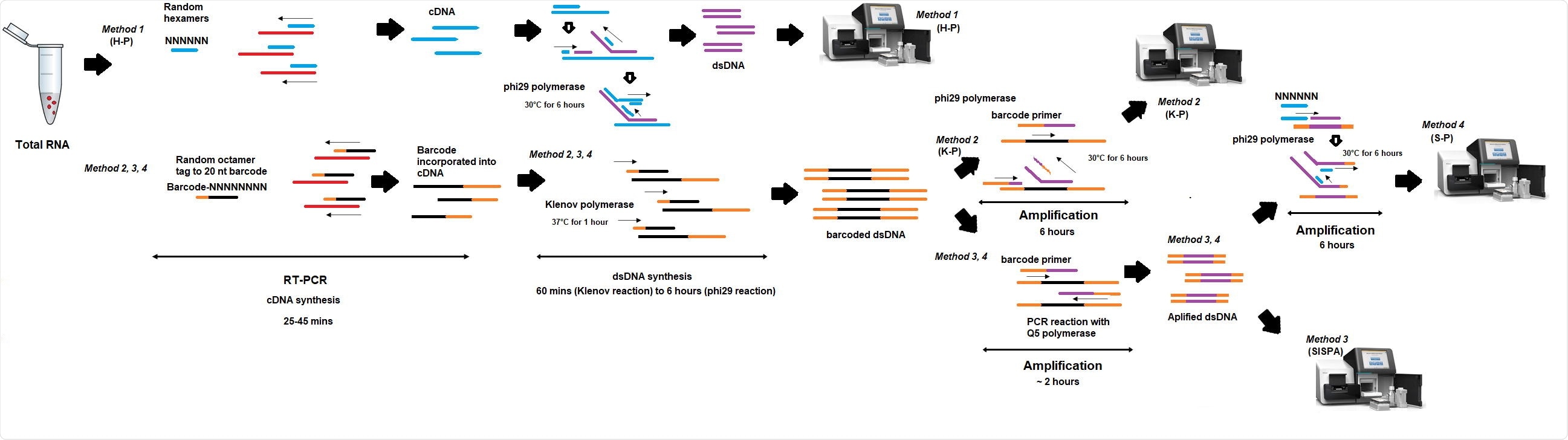 Schema of random amplification methods for whole genome assembly of SARS613 Cov-2 virus genome. Method 1 (H-P) is based on the RT-PCR step with random hexamers primer (6Ns) followed by phi29 polymerase isothermal amplification in the presence of 6Ns primer and then library preparation for Illumina sequencing. Method 2 (K-P), random octamer tagged with 20 nucleotide known tag sequence (5`- GACCATCTAGCGACCTCCACNNNNNNNN-3`) (K-8N) was used for RT-PCR step, followed by phi29 polymerase isothermal amplification in the presence of tagged primer K-8N and then library preparation and Illumina sequencing. Method 3, Sequence-Independent, Single620 Primer Amplification (SISPA) technique, followed by library preparation and Illumina sequencing. Method 4 (S-P), following SISPA amplification (Method 3), phi29 polymerase isothermal amplification in the presence of random hexamers (6Ns) was applied and then used for Illumina sequencing