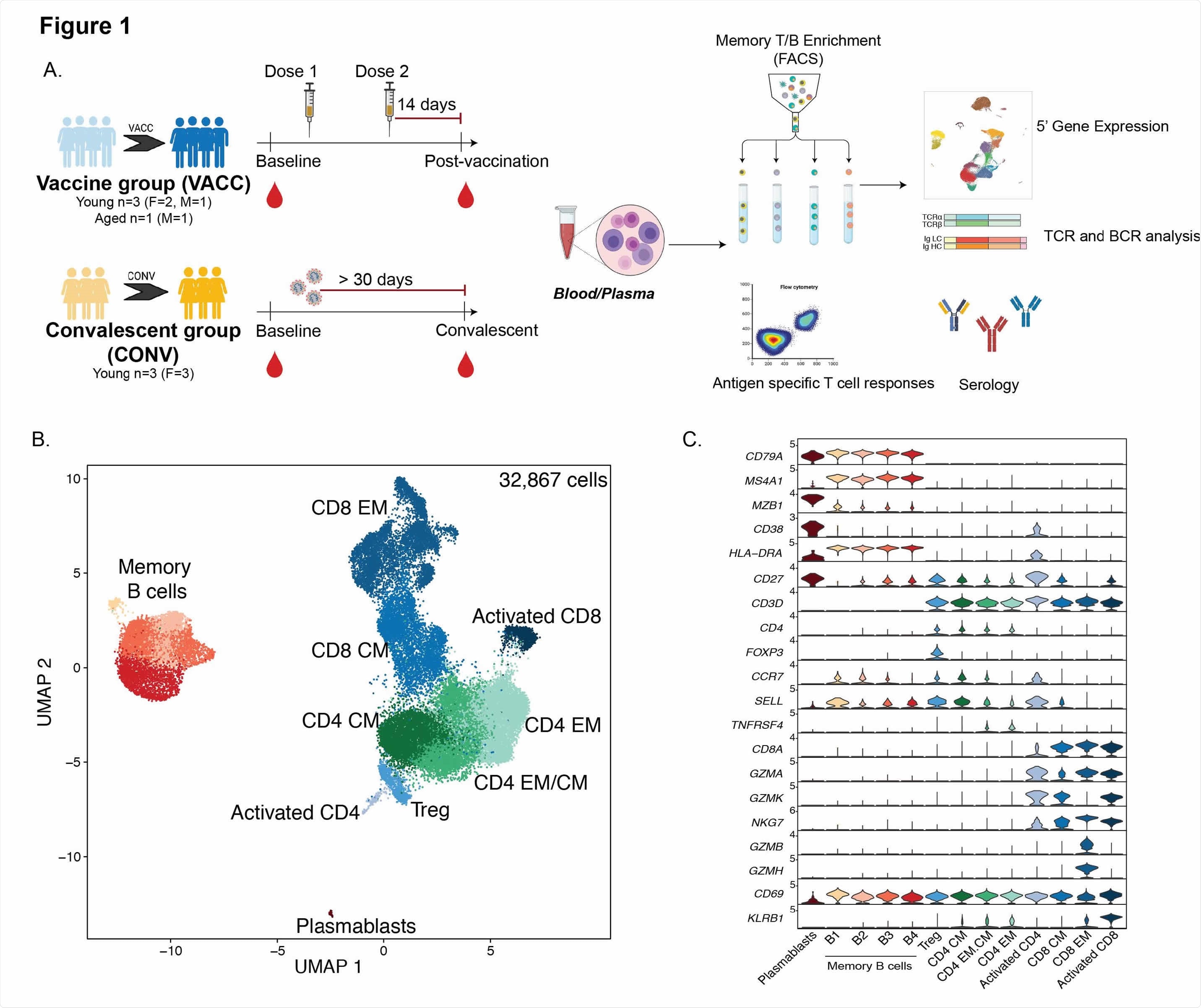 Immunological changes with SARS-CoV-2 mRNA vaccination (A) Experimental design for the study. Blood was collected from SARS-CoV-2 naive subjects before vaccination, 2 weeks post dose 1, and 2 weeks post prime boost vaccination (VACC group) or in SARS-CoV-2 exposed but asymptomatic individuals (CONV group) before and after convalescence. Immune phenotypes of PBMC and antigen specific T and B cell responses were measured using multi-color flow cytometry. Longitudinal serological responses to the vaccine were measured using ELISA and neutralization assays. Memory T and B cells from a subset of PBMC samples (n=4/group for vaccine volunteers,