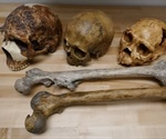 Climate directly contributed to changes in body size and indirectly to brain size throughout human evolution