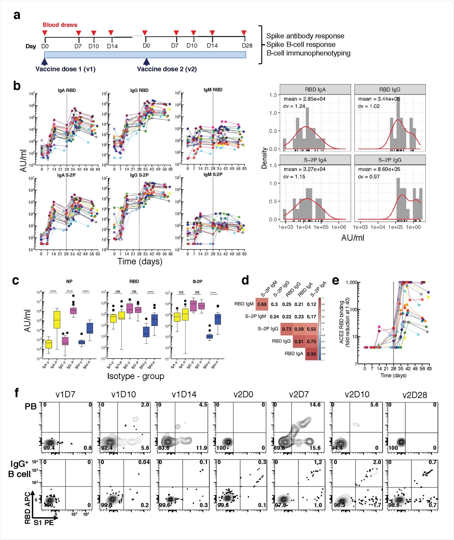 Longitudinal blood sampling and analysis shows robust antibody and early B cell response to mRNA-1273 vaccine. a, Study design with serial blood draws and assays performed at all timepoints on SARS-CoV-2-uninfected vaccinees (n = 21) receiving two doses of the mRNA-1273 vaccine. b, Serum IgG, IgA and IgM binding to S-2P and RBD proteins measured by electrochemiluminescence (ECLIA) longitudinally (left panels), and corresponding histogram and distribution (based on kernel density estimates) at the last timepoint (v2D28) (right panels). c, Peak serum IgG, IgA and IgM binding to S-2P, RBD and N proteins measured by ECLIA in vaccinees (V; n = 21) and COVID503 19 patients (P; n = 21), shown as boxplots. d, Triangular heatmap of correlation between serum antibodies at last measured timepoint (v2D28) in (b). Numbers represent r values. Statistically insignificant correlations (p > 0.05) shown in white. e, Longitudinal inhibition of RBD binding to ACE2 by serum (1:40 dilution) of vaccinees (n = 21). f, Longitudinal binding of S1 and RBD tetramers to PB and IgG+ 507 B cells by flow cytometry shown for a high responder (VAC-611; Extended Data Table 1). Numbers in each quadrant are percentages. Each vaccinee is color509 coded and second vaccine dose indicated by vertical dotted line (b,e). Mann-Whitney test; ****, p < 0.0001 (c). Spearman’s rank correlation (d). AU, arbitrary units; D, day; N, nucleocapsid; ns, not significant; P, patients with severe COVID-19; PB, plasmablasts; RBD, receptor binding domain; S1, spike subunit 1; S-2P, stabilized spike trimer; v, vaccine dose; V, vaccinees.