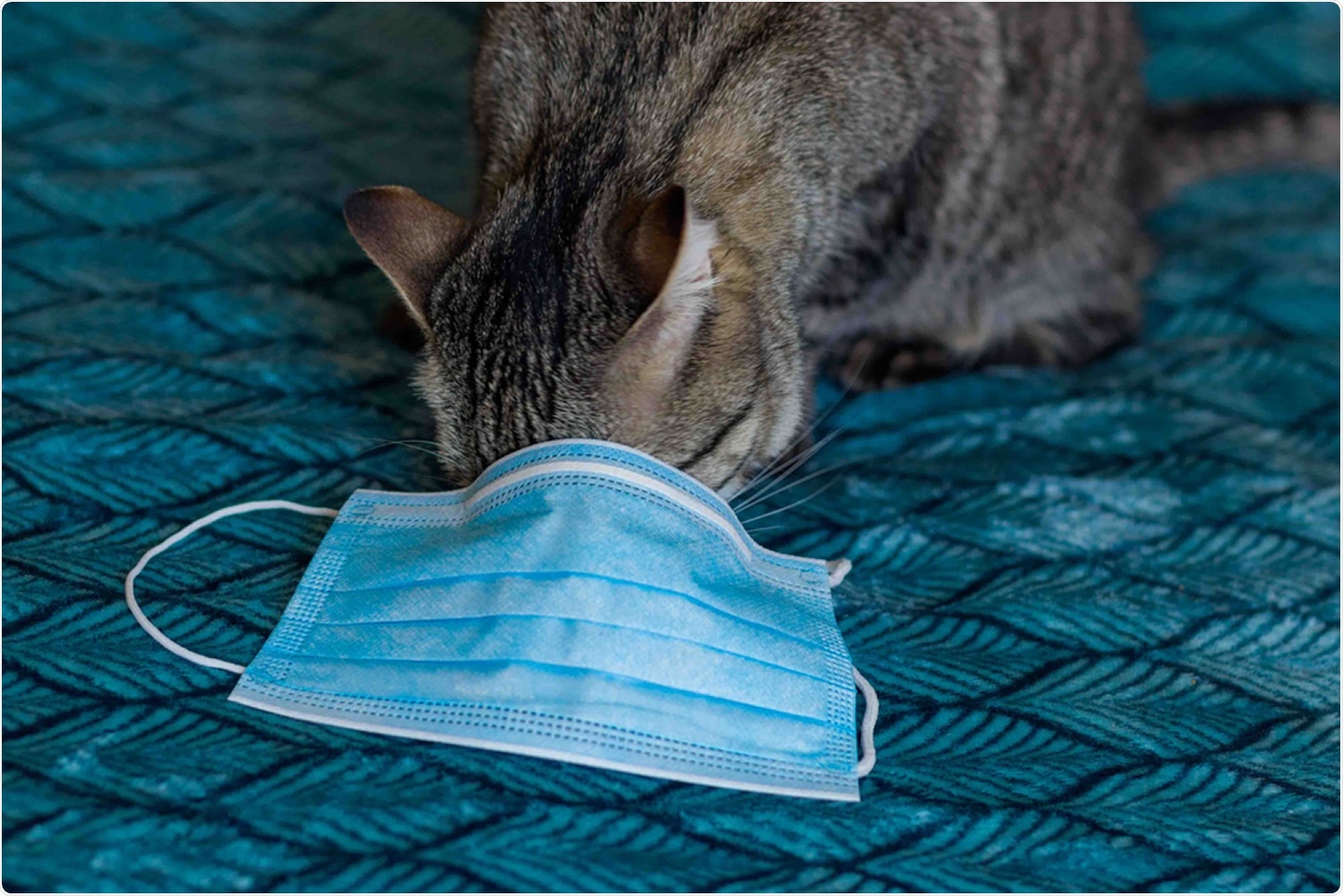 Study: The SARS-CoV-2 reproduction number R0 in cats. Image Credit: anyaPhOtOgraf / Shutterstock