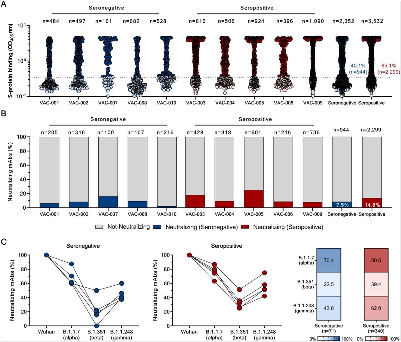 Identification of cross-neutralizing SARS-CoV-2 S protein-specific nAbs. (A) The graph shows supernatants tested for binding to the Wuhan SARS-CoV-2 S protein antigen stabilized in its prefusion conformation. Threshold of positivity has been set as two times the value of the blank (dotted line). Dark blue and red dots represent mAbs that bind to the S protein for seronegative and seropositive vaccinees respectively. Light blue and red dots represent mAbs that do not bind the S protein for seronegative and seropositive vaccinees. (B) The bar graph shows the percentage of not-neutralizing (gray), neutralizing mAbs from seronegatives (dark blue), and neutralizing mAbs for seropositives (dark red). The total number (n) of antibodies tested per individual is shown on top of each bar (C) Graphs show the fold change percentage of nAbs in seronegatives and seropositives against the alpha, beta and gamma VoCs compared to the original Wuhan SARS-CoV-2 virus. The heatmaps show the overall percentage of Wuhan SARS-CoV-2 nAbs able to neutralize tested VoCs.