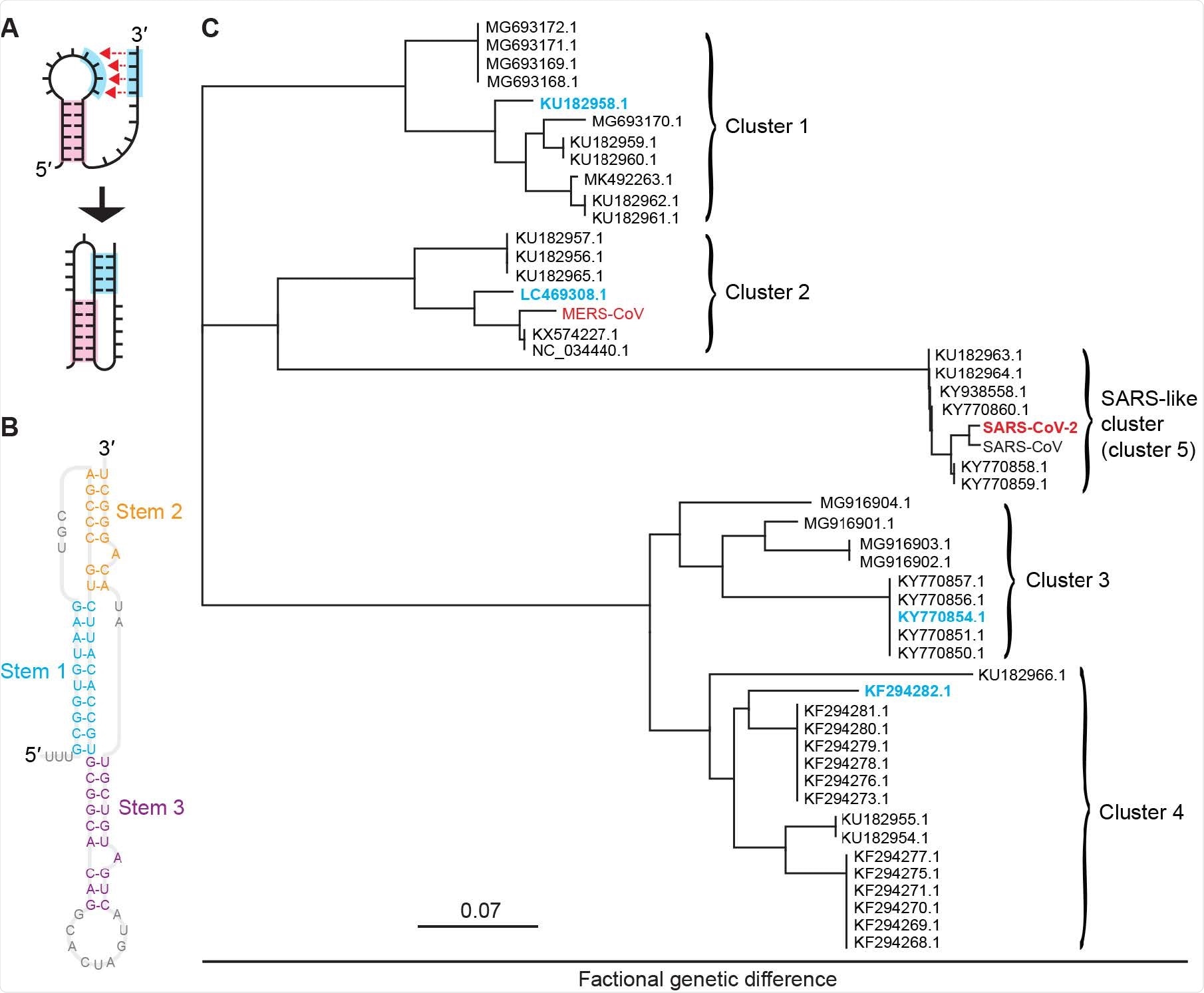 Pseudoknots from bat coronaviruses. (A) Pseudoknots form when the unpaired bases in an RNA stem loop pair with another single-stranded segment. (B) CoV pseudoknots have a 3-stem architecture, illus-trated here for the pseudoknot from SARS-CoV-2. (C) Phylogenetic tree showing five clusters of bat and human CoVs with similar pseudoknot sequences. Representatives from each cluster studied here are shown in cyan for bat CoVs and red for human CoVs.