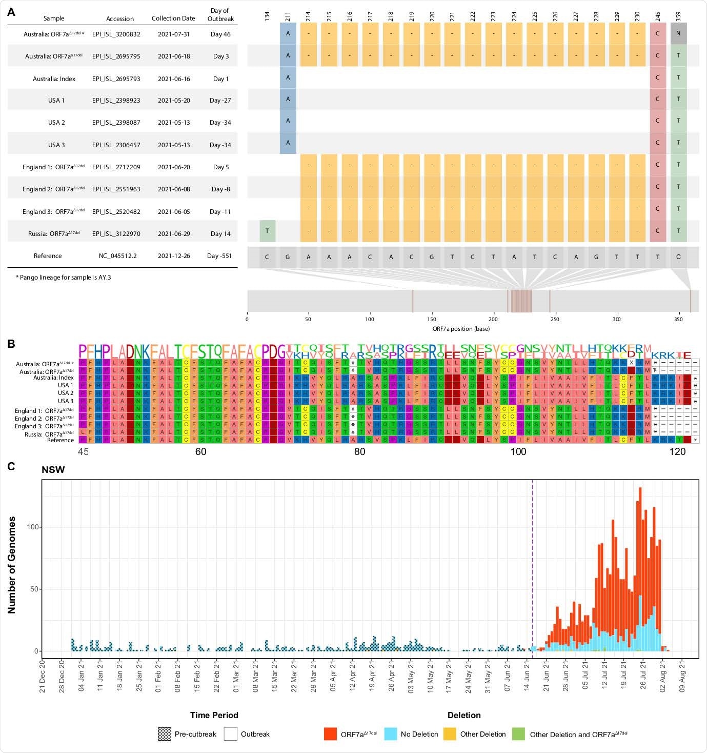 Visualisation of a 17-nucleotide deletion in ORF7a of Delta variant SARS-CoV-2 sequences (ORF7a Δ17del) from Australia, 2021, the possible functional consequences at the peptide level, and the increasing frequency in NSW, Australia. Sequences chosen for visualisation include the index case of the current outbreaks (lacking ORF7aΔ17del), the first Australian case possessing ORF7aΔ17del, the only sample assigned to lineage AY.3 that possesses ORF7a 17del, the three USA samples (all lacking ORF7aΔ17del) that match the Australian index case, and the only four non-Australian samples to possess ORF7aΔ17del. Accession numbers for all samples analysed for this panel are in the Supplementary Appendix, available with the full text of this letter online. Panel A shows the sample dates of all chosen samples relative to the index case of the current outbreaks (16 June 2021), and all variants in the sample genomes relative to the SARSCoV- 2 reference genome (created in part using snipit (https://github.com/aineniamh/snipit). Panel B illustrates the consequences of ORF7aΔ17del on the amino acid translation of ORF7a, leading to a premature stop codon after amino acid 78 and a truncated peptide sequence (~64% complete). Amino acids 1–44 are identical to the SARS-CoV-2 reference genome in all samples and are not presented. Panel C demonstrates the number of genomes of all lineages from Australia from 01 January 2021 until 11 August 2021 with ORF7aΔ17del, ORF7aΔ17del plus other deletion(s), other deletions in ORF7a only, or no deletions in ORF7a. The purple dashed line indicates the beginning of the current outbreaks in Australia, with shading also indicating pre-outbreak and outbreak samples.