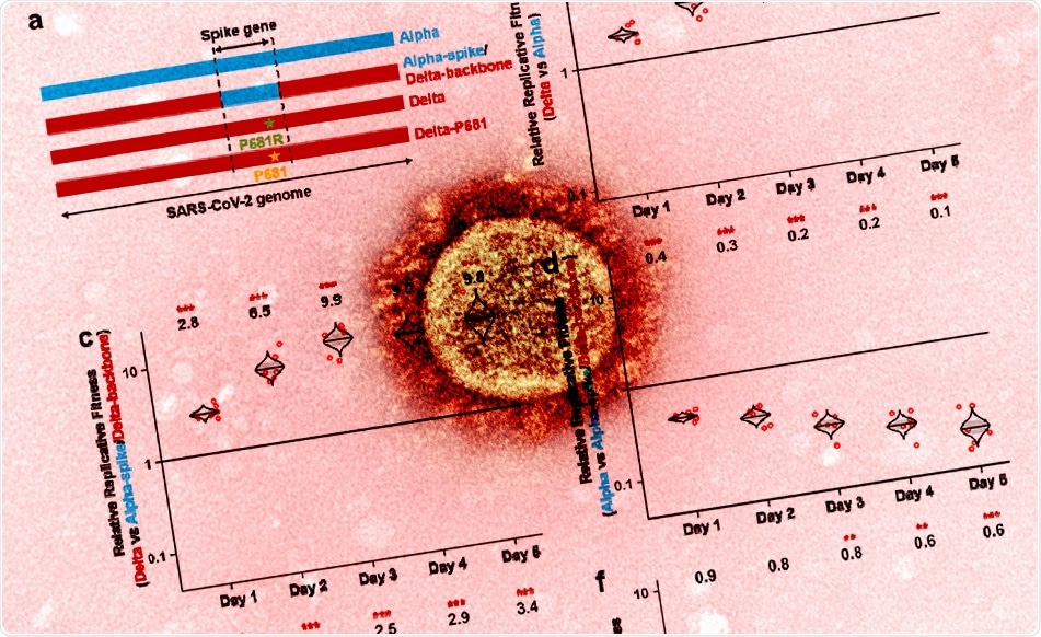 Study: Delta spike P681R mutation enhances SARS-CoV-2 fitness over Alpha variant. Image Credit: NIAID