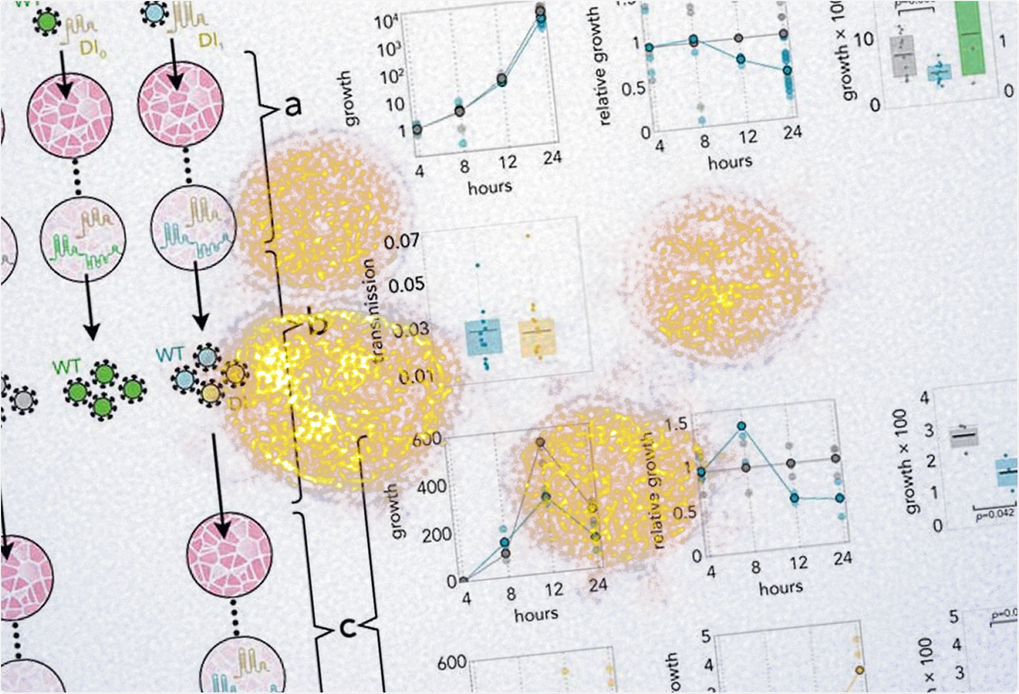 Study: A synthetic defective interfering SARS-CoV-2. Image Credit: NIAID