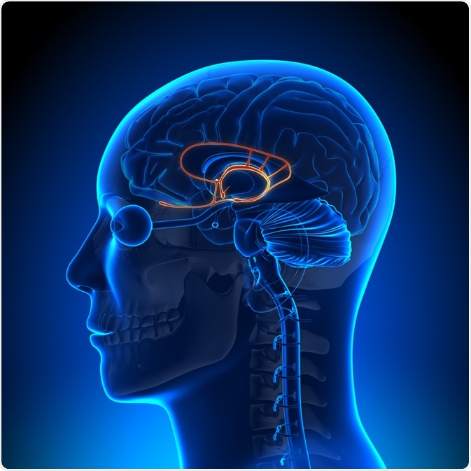 The Limbic System The Limbic System