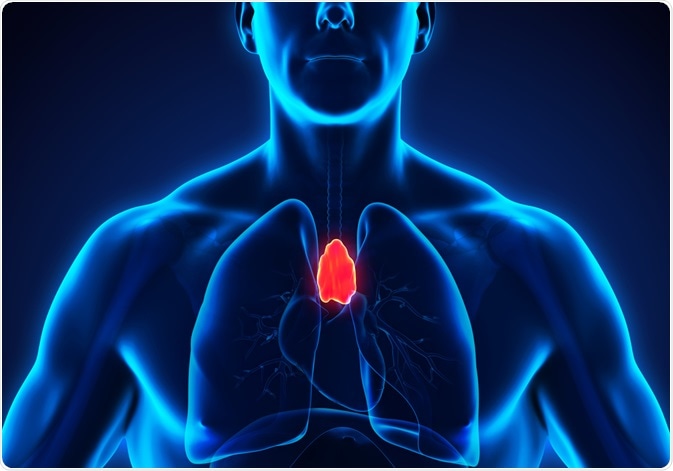 Thymus Thymus