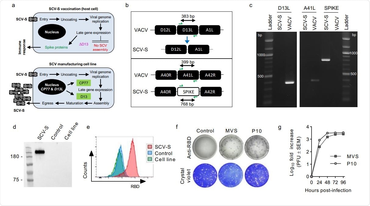 Vaccine construction and in vitro characterization. (a) Targeted deletion of D13L in SCV-S renders the viral vector unable to generate viral progeny by preventing virion assembly but allows for amplification of the SCV-S genome and late gene expression for production of spike protein to drive the vaccine-specific immune response (top panel). In trans provision of D13 and expression of the host range protein CP77 in the CHO-based manufacturing cell line allows for cell infection and rescue of virion assembly, allowing production of progeny for vaccine manufacture (bottom panel). (b) Schematic representation of SCV-S construction showing the D13L deletion and A41L substitution sites, with site specific primers and the expected band size indicated. (c) Viral DNA from VACV and SCV-S was used for PCR analysis using the site specific primers shown in (b) to confirm the deletion of D13L and insertion of spike. (d) Immunoblot analysis of spike antigen expression in SCV-S and control vector infected 143B cells using an anti-S1 antibody. (e) Surface analysis of RBD expression in SCV-S or control vector infected or uninfected MCL cells by flow cytometry using an anti-RBD antibody. (f) Immunostaining for RBD expression in STO1-33 cell monolayers infected with control vector, master viral seed (MVS) or passage 10 (P10) stocks of SCV-S. Crystal violet was used to visualize plaques. (g) Manufacturing cell line was infected with MVS and P10 stocks of SCV-S vaccine at an MOI of 0.01 PFU, and viral titers were determined by plaque assay at the indicated times (n=3 replicates).