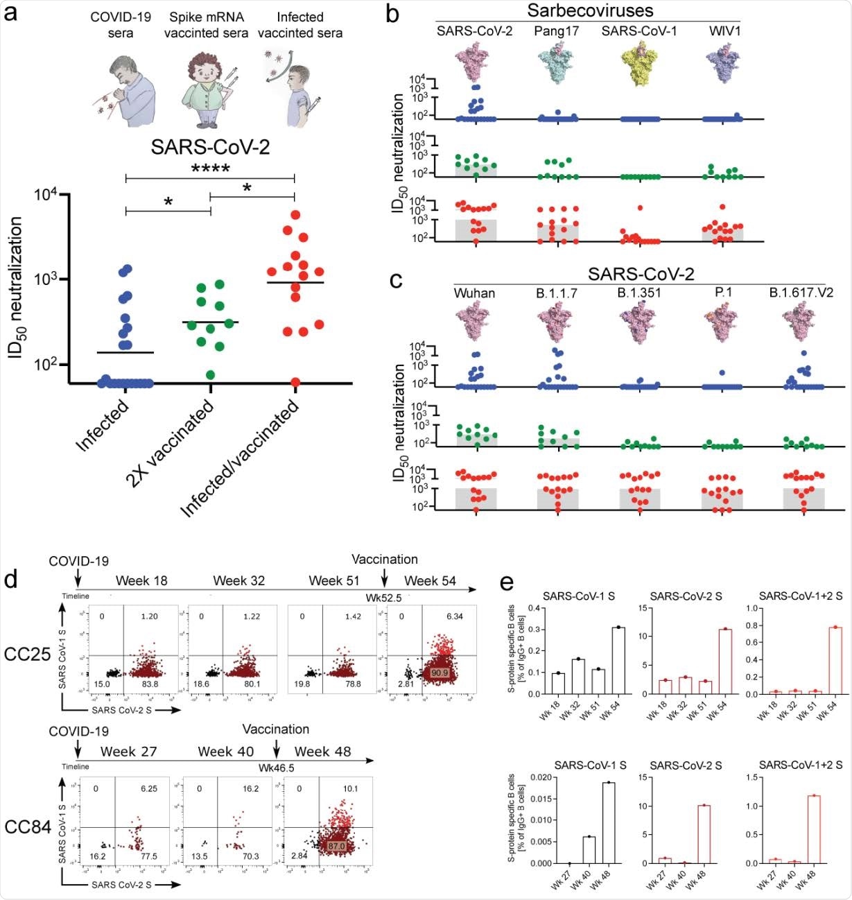 Plasma neutralization and memory B cell responses in infected, vaccinated, and infected/vaccinated donors. a. SARS-CoV-2 pseudovirus neutralization of plasma samples from COVID-19 convalescent donors (blue) as well as vaccinated individuals with (red) or without (green) a prior history of SARS-CoV-2 infection. Statistical comparisons between the two groups were performed using a Mann-Whitney two-tailed test, (, (*p < 0.05, ****p < 0.0001). b. Plasma neutralization for all three groups against distantly related sarbecoviruses. Pang17 (cyan), SARS-CoV-1 (yellow), and WIV1 (violet) are shown. RBDs are colored pink for all spikes. In contrast to infected only and vaccinated only donors, approximately half of the infected-vaccinated donors have neutralizing titers against SARS-CoV-1 above background. c. Plasma neutralizing activity against SARS-CoV-2 (Wuhan) and SARS-CoV-2 variants of concern (B.1.1.7 (alpha), B.1.351 (beta), P.1 (gamma) and B.1.617.2 (delta)). d. Flow cytometric analysis of IgG+ B cells from PBMCs of human donors CC25 and CC84 isolated at the indicated timepoints (see Extended Data Fig. 2 for gating strategy). Numbers indicate percentage of cells binding to SARS-CoV-1 and SARS-CoV-2 spike proteins, respectively. e. Quantification of SARS-CoV-1-specific, SARS-CoV-2-specific, and cross-reactive IgG+ 360 B cells from donor CC25 (top) and CC84 (bottom) donors.