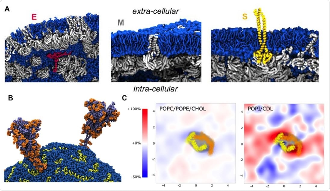 Protein-lipid interactions in the envelop model: A. Local view of the molecular interactions between lipids (sapphire blue) and structural proteins: E pentamer (ruby red), M dimer (silver), and S trimer (gold). Unlike E pentamer that remained fully surrounded by the lipid molecules, every S trimer became supported through molecular interaction at least by one M dimer at the end of the simulation. Similarly, most M dimers were found interacting with other M dimers. B. Two glycosylated S trimers (dark grey) shown together with their glycans (orange) after 1μs simulation run. C. Lipid fingerprinting analysis showed a slight enrichment of the negative lipids around M dimers.