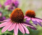 Echinacea, a potent antiviral against SARS-CoV-2