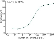 Cytotoxicity assay using L929 mouse fibrosarcoma cells in the presence of the metabolic inhibitor actinomycin D.