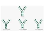 The increasing use of bispecific antibodies in antibody therapeutics