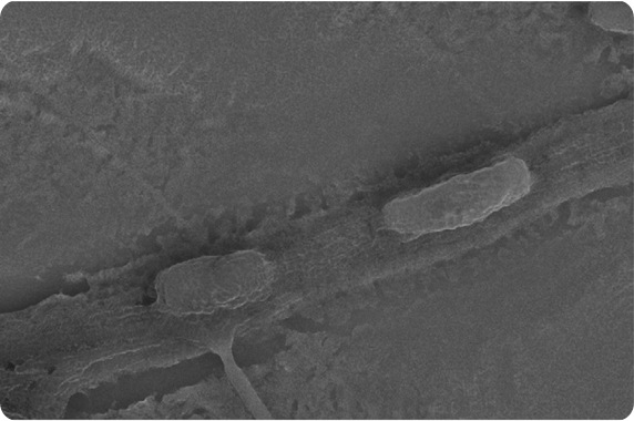 This scanning electron micrograph shows rod shaped Zymomonas mobilis in the cross-linked polymer fibers. These bio-hybrid materials are insoluble in water, and the bacteria remain immobilized but viable for applications in biotechnology. This particular microbe is used in the production of bioethanol.