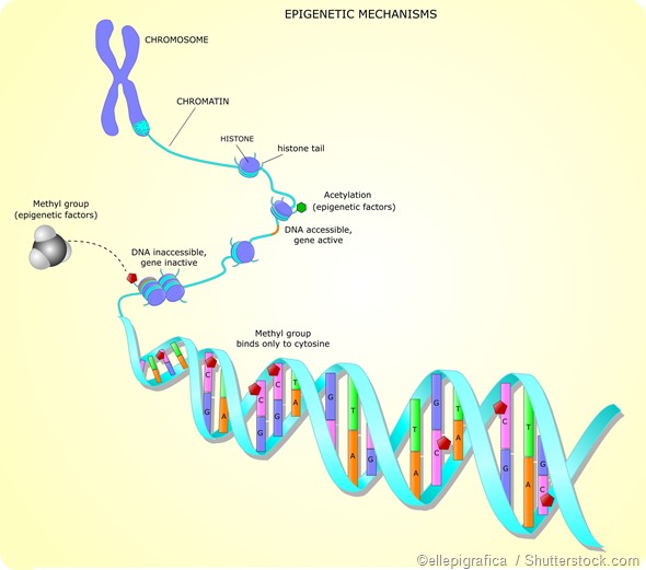DNA methylation epigentics