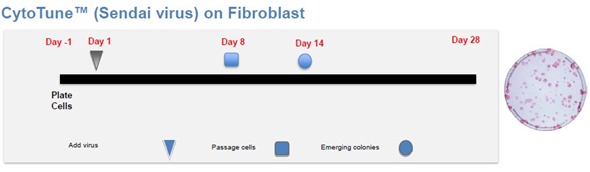 Schematic overview of the CytoTune