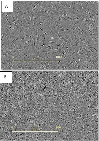 Monitor cell health during reprogramming