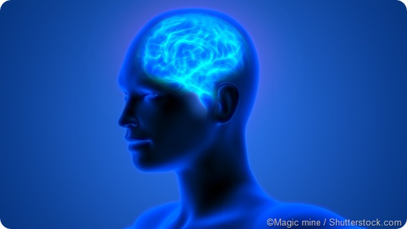 Human brain illustration