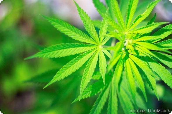 Marijuana background