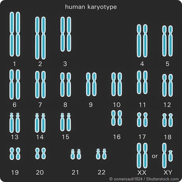 Normal human karyotype which is the diploid pairing of the chromosomes dependant upon their number, size, and coding and controls inherited characteristics in genetics