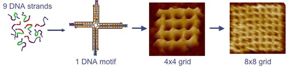 The diagram above illustrates how DNA strands can be programmed to form motifs from which more complex structures can be constructed.