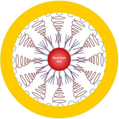 Quantum dot encapsulated in a gold shell. The total structure measures less than 20 nanometers across. Credit: University of Washington