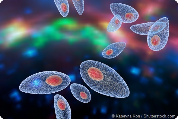 Toxoplasma gondii on colorful background. Protozoan which is transmitted from cats and other animals and causes toxoplasmosis especially dangerous for pregnant women