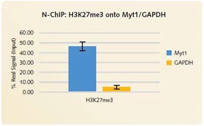 N-ChIP H3K27me3 onto Myt1/GAPDH: High levels of enrichment is produced using the Chromatrap® Native ChIP Kit onto the positive gene target MYT1. Low signal is produced for the negative gene target GAPDH, highlighting the highly specific enrichment of H3K27me3 onto the positive gene loci.