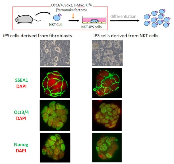 Figure 1: Generation of iPS cells harboring NKT cell-specific rearranged T cell receptor loci. The stably established lines exhibited ES cell-like morphology and expressed the same proteins (SSEA, Oct 3/4 and Nanog) as iPS cells derived from fibroblasts.