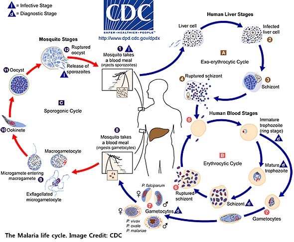 malaria life cycle