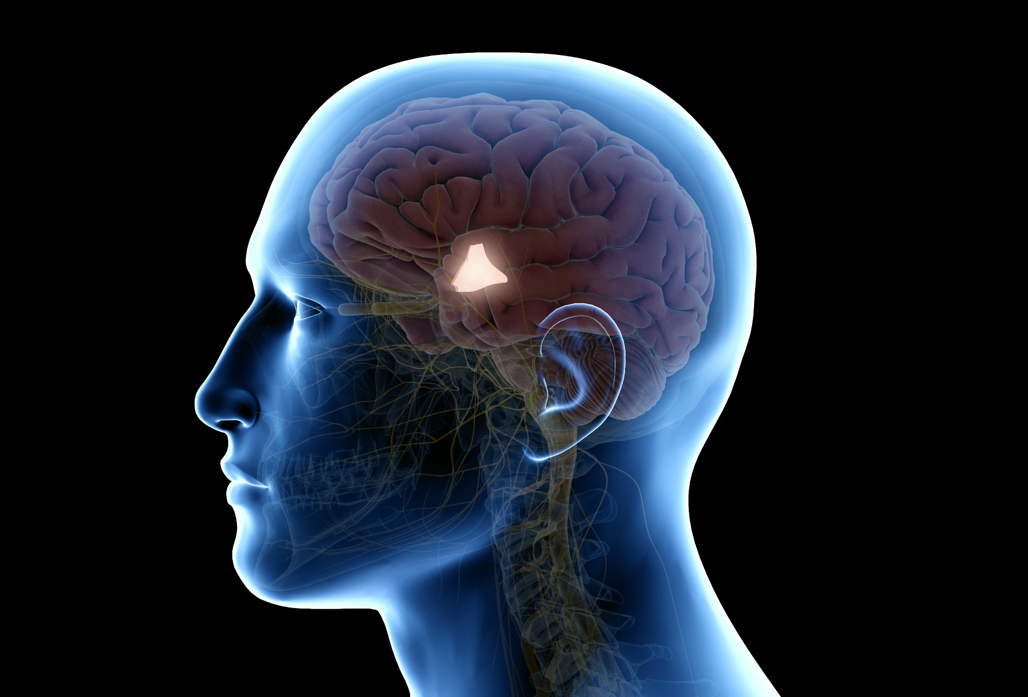 Illustration of the location of the hypothalamus in the human brain: Image Credit: 3dMediSphere / Shutterstock