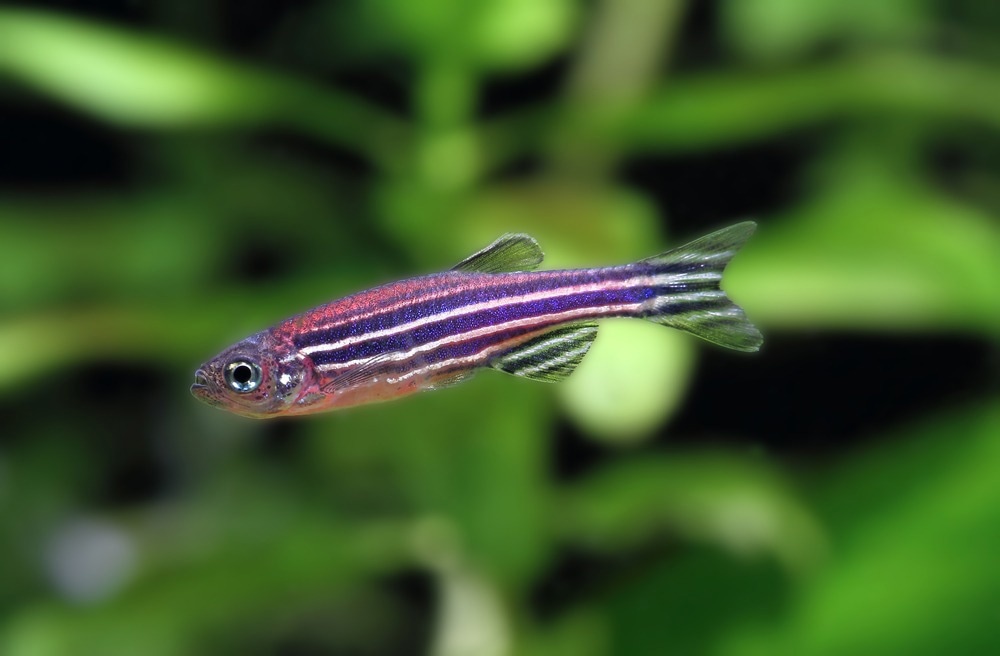 Zebrafish
