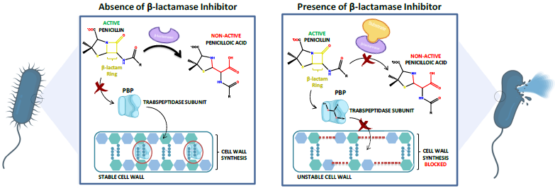 Scheme of Inhibitors Interfering with Bacterial Cell Wall Synthesis
